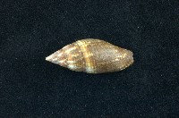 藏品(花焰筆螺)的圖片